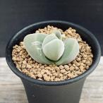 多肉植物:ギバエウム ディスパー 無比玉*幅4cm