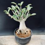 コーデックス：アデニウムアラビカム...