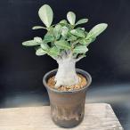 コーデックス：アデニウムアラビカム...