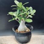 コーデックス：アデニウムアラビカム...