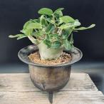 コーデックス：アデニウムアラビカム...