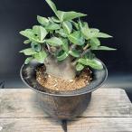 コーデックス：アデニウムアラビカム...