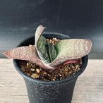 ショッピング多肉植物 多肉植物：ガステリア　エクセルサ*S　幅7ｃｍ　☆赤松実生