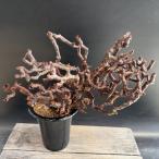 ☆特価☆コーデックス:ペラルゴニウム ミラビレ チャレンジ株*幅34cm 現品!一品限り