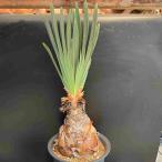 コーデックス：ブーファンディスティ...