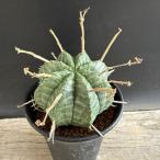 ☆特価☆コーデックス：ユーフォルビ...