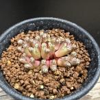 ☆特価☆多肉植物：コノフィツムルッ...