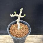 コーデックス：チレコドンブッコルジ...