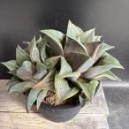 ☆特価☆多肉植物：ハオルチア　大型コンプ