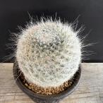 サボテン：マミラリア玉翁信楽焼鉢*...