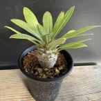 コーデックス：パキポディウムデンシ...