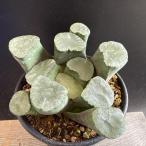 多肉植物：ハオルチア 万象 無紋レンズ窓　ムーンドロップス*幅8ｃｍ