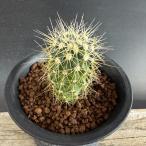 サボテン：フェロカクタスレッペンハ...
