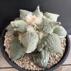  кактус : есть oka Lupus цветная капуста цветок ..* ширина 16cm на данный момент товар! один товар ограничение 