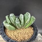 ☆特価☆多肉植物：ハオルチア玉扇少...