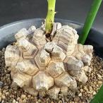 ☆特価☆コーデックス：アフリカ亀甲竜*塊根幅9ｃｍ　現品！一品限り