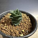多肉植物：ハオルチア ニグラno.1 特丸葉ダルマタイプ*幅2ｃｍ　現品！一品限り