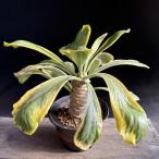 ☆特価☆多肉植物：ユーフォルビアポ...