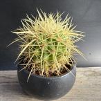  кактус :ekinokaktas золотой . Seto горшок * ширина 8cm на данный момент товар! один товар ограничение 