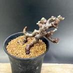 ☆特価☆コーデックス：ペラルゴニウム　ミラビレ*幅8ｃｍ　現品！一品限り