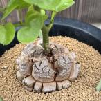 ☆特価☆コーデックス：アフリカ亀甲...