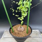 ☆特価☆コーデックス：アフリカ亀甲...