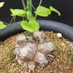 * специальная цена *ko- Dex : Africa черепаха . дракон *. корень ширина 8cm на данный момент товар! один товар ограничение 