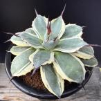 多肉植物：アガベ　メリコ錦　クリームスパイク*幅14ｃｍ　現品！一品限り