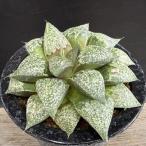 多肉植物：ハオルチア関西系モザイク...