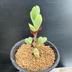 多肉植物：メセン　ブラウンシア　青稚児*幅3ｃｍ