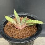 多肉植物：ガステリア バテシアナ ドロミチカ*幅9ｃｍ　現品！一品限り