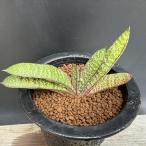 多肉植物：ガステリア バテシアナ ドロミチカ*幅11ｃｍ　現品！一品限り