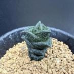 多肉植物：ハオルチア ニグラno.8 特選ダルマタイプ*幅2ｃｍ　現品！一品限り
