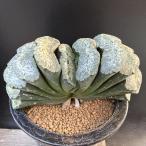 * специальная цена * суккулентное растение : - oru Cheer шар . большой ..* ширина 13cm на данный момент товар! один товар ограничение 