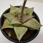  суккулентное растение : - oru Cheer очень большой type белый серебряный pikta* ширина 7cm на данный момент товар! один товар ограничение 