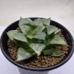 多肉植物：ハオルチア アトロフスカ錦*幅8ｃｍ　現品！一品限り