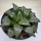  суккулентное растение : - oruchi ставрида японская хлеб g* ширина 12cm на данный момент товар! один товар ограничение 