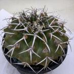  кактус : disco kaktasgi gun tia* ширина 10cm на данный момент товар! один товар ограничение * царапина есть 