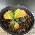 多肉植物：ガステリア臥牛*幅7ｃｍ...