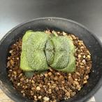 多肉植物：ガステリア臥牛*幅5ｃｍ...