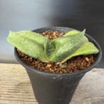 多肉植物：ガステリア臥牛*幅10ｃ...