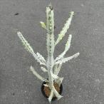  суккулентное растение : You fo рубин a белый призрак * ширина 36cm на данный момент товар! один товар ограничение 