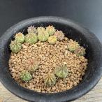 ☆特価☆多肉植物：ユーフォルビアバ...