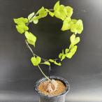 ☆特価☆コーデックス：アフリカ亀甲...