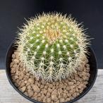  кактус : You bell любитель fla винт pina реальный сырой * ширина 5cm