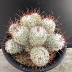  кактус :ma Mira задний Тоёакэ круг реальный сырой * ширина 8.5cm