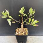 ko- Dex :o тонн na осел ta реальный сырой * лист ширина 15cm