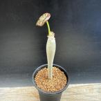 コーデックス：ヤトロファ 珊瑚油桐（サンゴアブラギリ）*S　幹幅1.5ｃｍ