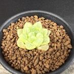 多肉植物：ハオルチア オブツーサ アポロン*幅3ｃｍ