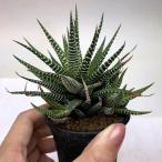 ハオルチア 十二の巻 Haworthia Fasciata 育て方 ゆるぷ